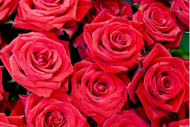 七夕告白信，請(qǐng)簽收