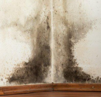 江南（蘇州）梅雨季節(jié)，家具霉斑處理小技巧，建議收藏哦！