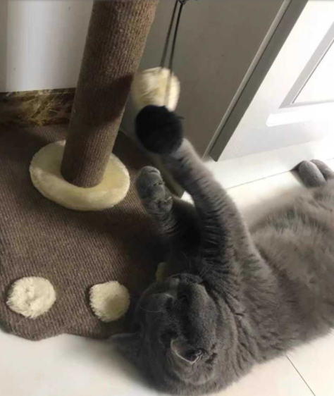 沙發(fā)維修市場(chǎng)：貓咪抓窗簾和沙發(fā)，有哪些值得推薦的沙發(fā)養(yǎng)護(hù)方法?