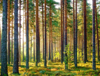 白色松木家具品牌：松木家具好還是橡木家具好？