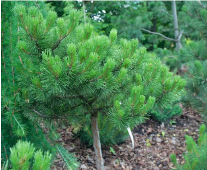 雪松木價(jià)格：三大松木的常識(shí)你了解多少？