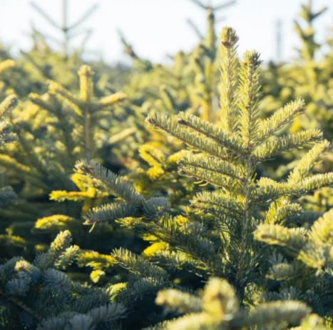 木材加工市場(chǎng)：松木VS柏木，木材界最激烈對(duì)決！