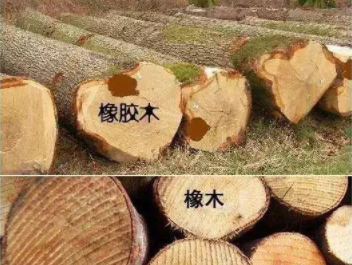 橡膠木和橡木的區(qū)別：橡木和橡膠木是一樣的嗎？如何鑒別它們呢？