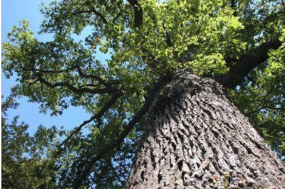 環(huán)保油漆涂料：你認(rèn)識(shí)什么是橡木和櫸木嗎？