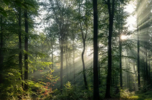 紅杉木家具;香杉木做衣柜好不好？香杉木板材有什么優(yōu)勢(shì)？