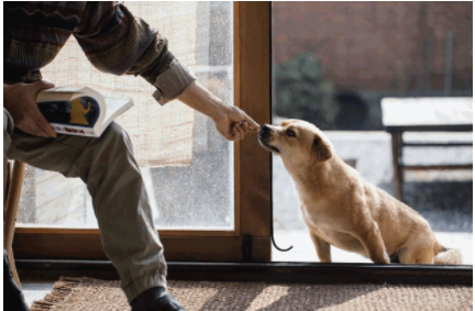智能家裝流程：家裝設(shè)計時，有哪些適合「養(yǎng)寵家庭」的家居設(shè)計巧思？