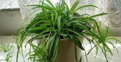 室內(nèi)裝修后除甲醛：如何清除甲醛？甲醛治理有用嗎？