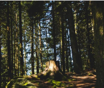 民宿規(guī)劃設(shè)計案例：家具+民宿+咖啡館，打造家具行業(yè)新模式